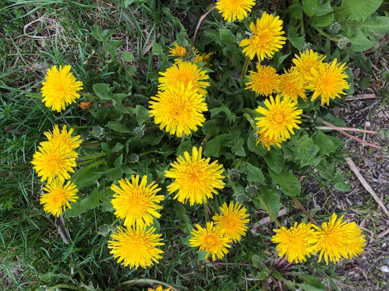 Taraxacum officiale
