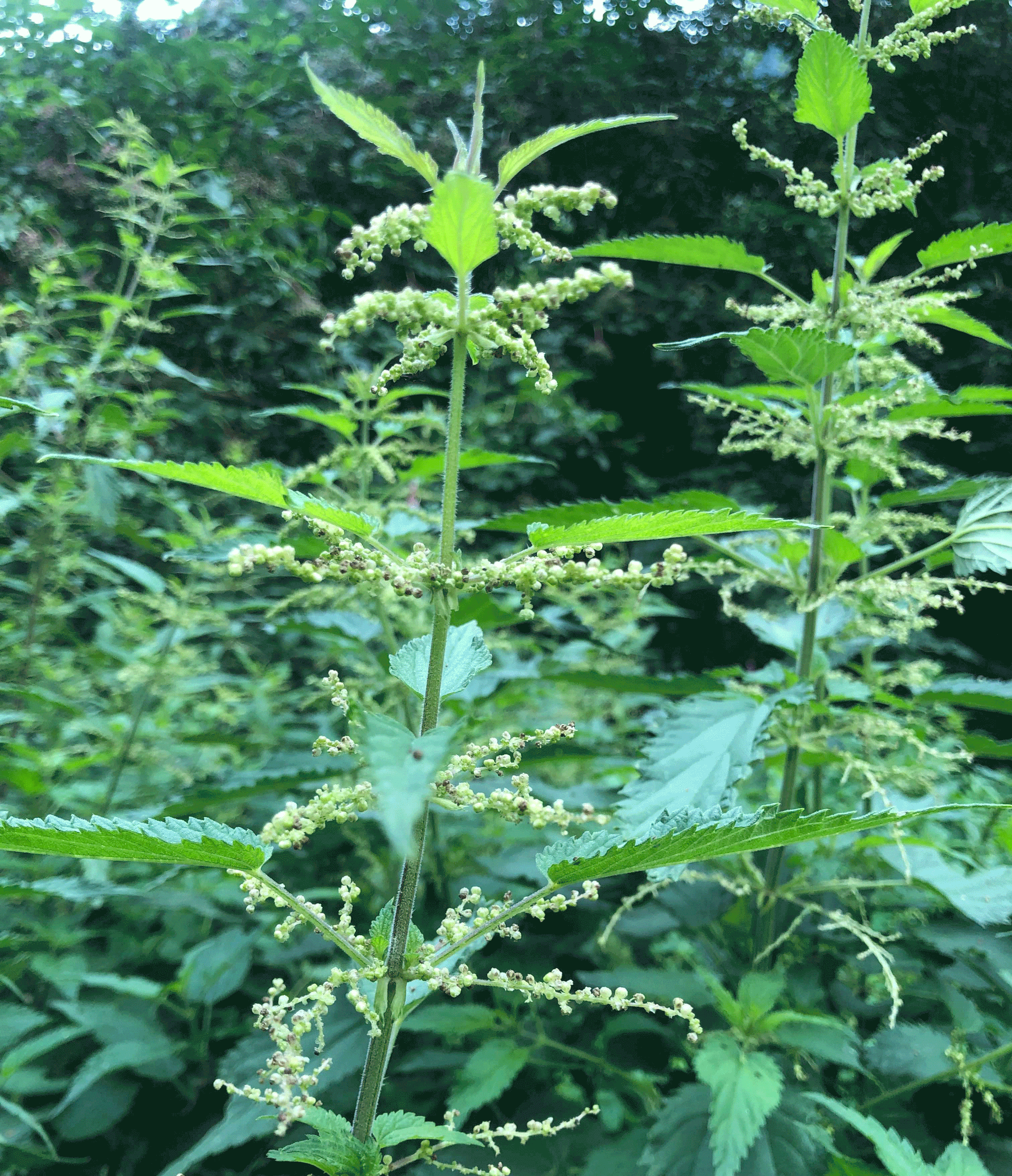 Ortica, Urtica dioica