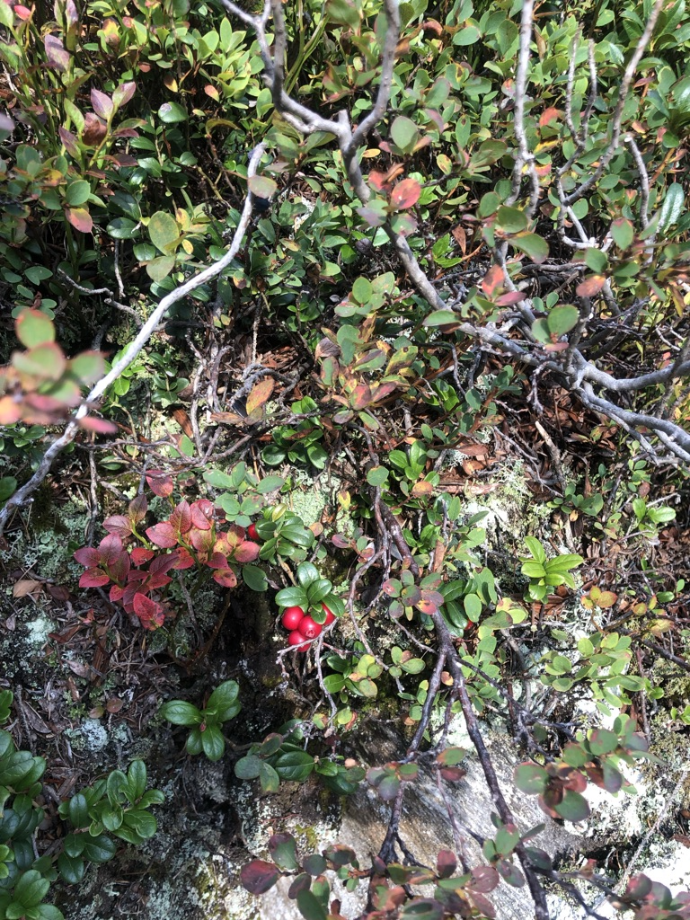 MARMELLATA DI MIRTILLI