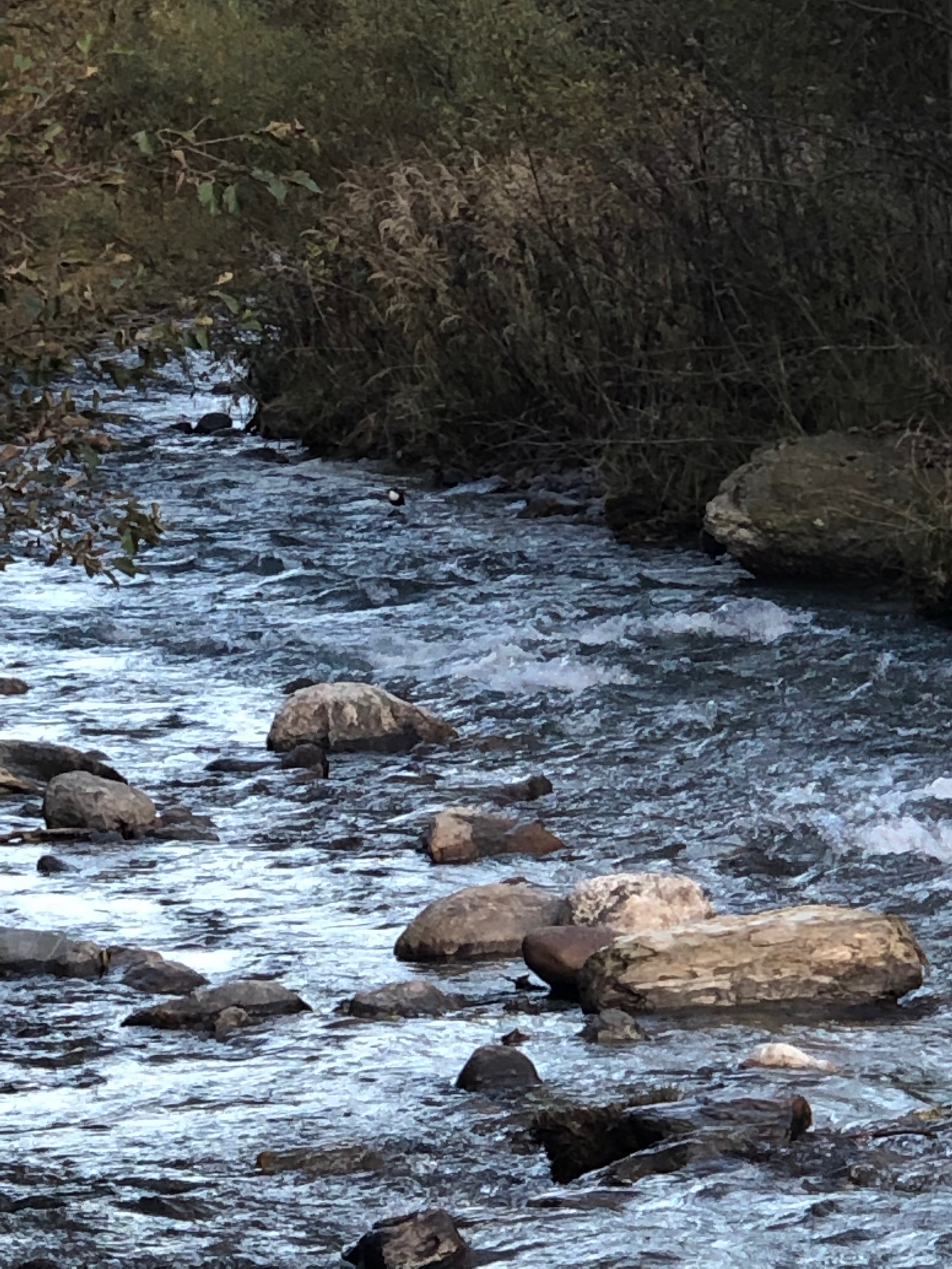 Cinclus cinclus